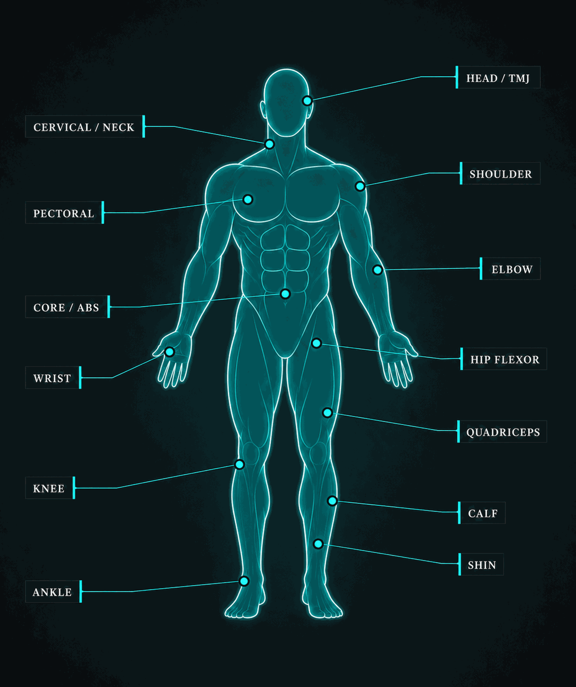 Human body anatomy diagram showing common treatment areas: head, neck, shoulder, pectoral, elbow, core, wrist, hip flexor, quadriceps, knee, calf, shin and ankle